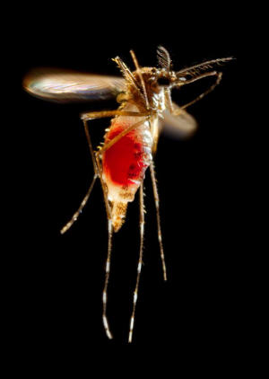 A female Aedes aegypti mosquito takes flight as she leaves her host's skin surface.